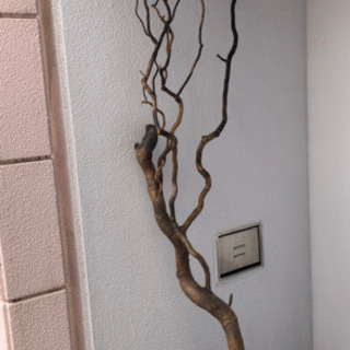 雲竜柳の枝　DIY  オブジェ　生花　インコの止まり木