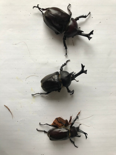 カブトムシ オス300 400 ろろろ 北広島のその他の中古あげます 譲ります ジモティーで不用品の処分 カブトムシ オス300 400 ろろろ 北広島のその他の中古あげます 譲ります ジモティーで不用品の処分