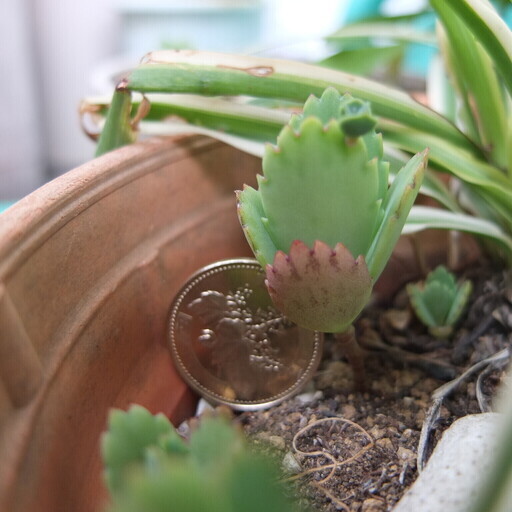 休止中 多肉 コダカラベンケイソウ カエル 吉祥寺のその他の中古あげます 譲ります ジモティーで不用品の処分