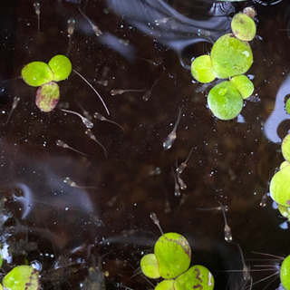 ホテイ草、浮草、ミナミヌマエビ子供、メダカ稚魚