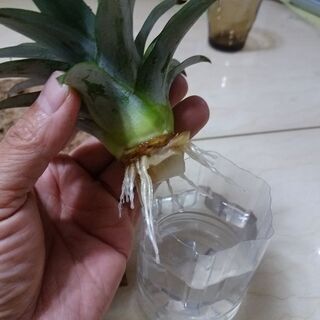 パイナップルの苗観葉植物苗木生木フルーツの苗 Seaghost98 一宮のその他の中古あげます 譲ります ジモティーで不用品の処分