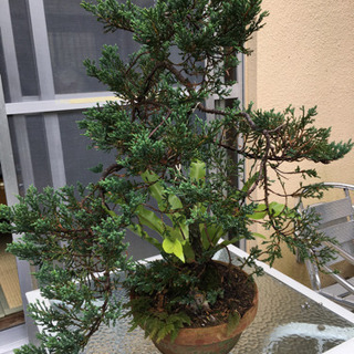 沖縄県の中古盆栽が無料 格安で買える ジモティー