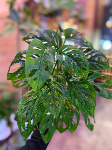 観葉植物マドカズラ珍しい植物です 葉っぱ屋 Crea 板宿のその他の中古あげます 譲ります ジモティーで不用品の処分 観葉植物マドカズラ珍しい植物です 葉っぱ屋 Crea 板宿のその他の中古あげます 譲ります ジモティーで不用品の処分