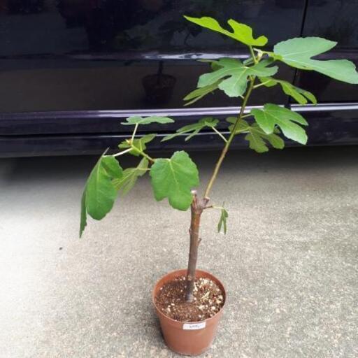 植物 果樹苗 イチジク ビオレソリエス オリーブ 加島のその他の中古あげます 譲ります ジモティーで不用品の処分 植物 果樹苗 イチジク ビオレソリエス オリーブ 加島のその他の中古あげます 譲ります ジモティーで不用品の処分