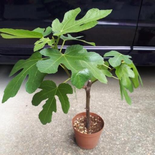 植物 果樹苗 イチジク ビオレソリエス オリーブ 加島のその他の中古あげます 譲ります ジモティーで不用品の処分 植物 果樹苗 イチジク ビオレソリエス オリーブ 加島のその他の中古あげます 譲ります ジモティーで不用品の処分