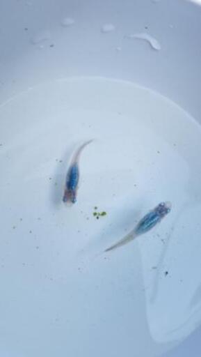 メダカの卵 針子 稚魚売ります Moimoi 紀伊由良のその他の中古あげます 譲ります ジモティーで不用品の処分