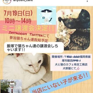 保護猫譲渡会開催  7月19日〈飯塚市〉ご来場お待ちしております🐾