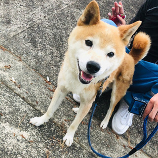 柴犬？雑種、ワンチャン欲しい方 − 静岡県