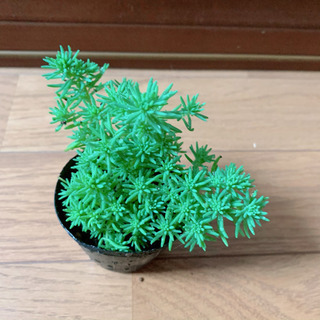 多肉植物 セダム フォステリアナム シルバーストーン 植物苗 グ...