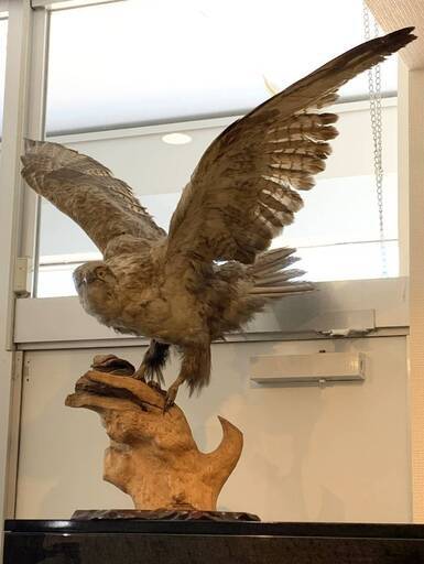 豪華！ タカ 剥製 鷹 全長約115㎝ 止まり木付き 鳥類 動物 飾り インテリア コレクション