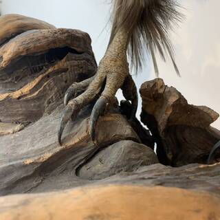 豪華！ タカ 剥製 鷹 全長約115㎝ 止まり木付き 鳥類 動物 飾り