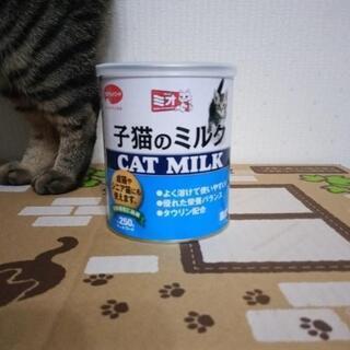 子猫用ミルク