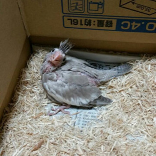 オカメインコ捜索