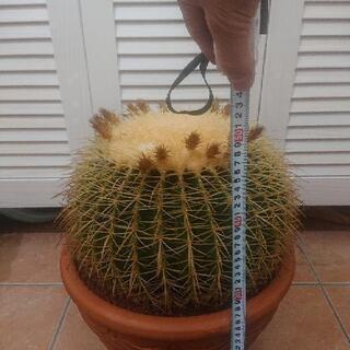 サボテン   13号 金鯱