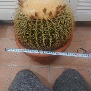 サボテン   13号 金鯱