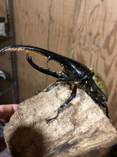 ヘラクレスオオカブトムシ　ペア　美形、完品、未使用