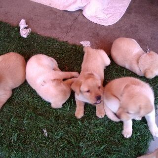 5月19日に生まれたラブラドールの子犬達です ドンちゃん 羽黒のラブラドールの里親募集 ジモティー 5月19日に生まれたラブラドールの子犬達です ドンちゃん 羽黒のラブラドールの里親募集 ジモティー