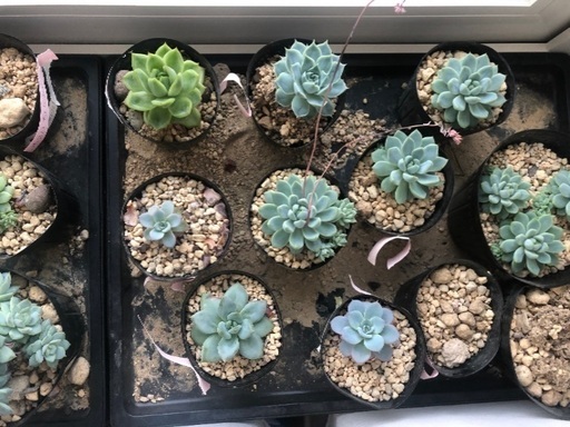 多肉植物 観葉植物 ちゅる 苫小牧のその他の中古あげます 譲ります ジモティーで不用品の処分