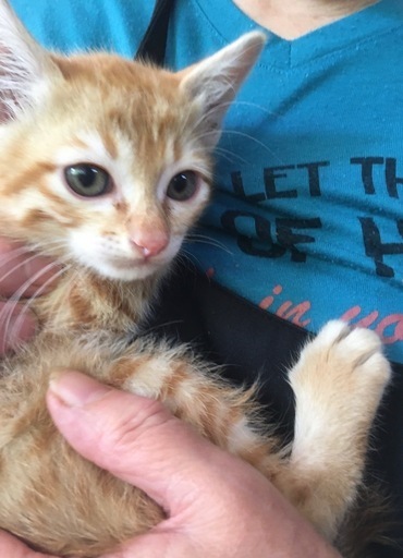 大きな瞳の茶トラの赤ちゃん 男の子 をもらってください 福ねこ 福いぬちゃん 堺の猫の里親募集 ジモティー