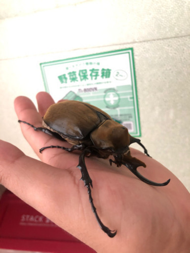 エレファスゾウカブト