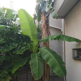 20個　バナナの木の種　芭蕉　Musa basjoo 冬に強いバショウ