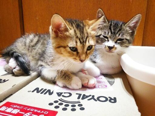 人間大好き 生後2ヶ月 ぱんぱか 横須賀の猫の里親募集 ジモティー