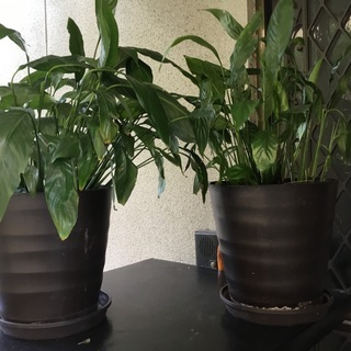 スパティフィラム　観葉植物　2鉢　スパティーフィーラム