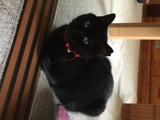 黒猫の美人さん里親様募集 (福太郎) 本厚木の猫の里親募集｜ジモティー