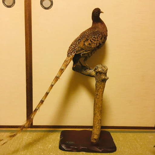 キジの剥製 岡本将靖 岡山のその他の中古あげます 譲ります ジモティーで不用品の処分 キジの剥製 岡本将靖 岡山のその他の中古あげます 譲ります ジモティーで不用品の処分