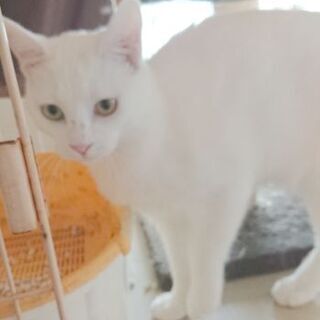 人見知りですが穏やか性格な白猫の女の子1才 - 世田谷区