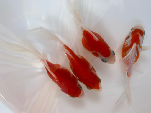 金魚 メダカ マーメイドガーデン市 6月27日土曜日開催します 遊びに来て下さい マーメイド 牛浜のその他のイベント参加者募集 無料掲載の掲示板 ジモティー