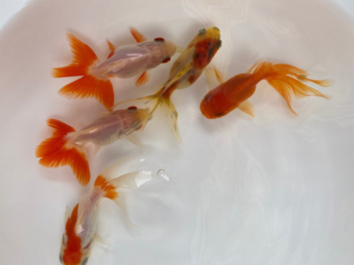 金魚 メダカ マーメイドガーデン市 6月27日土曜日開催します 遊びに来て下さい マーメイド 牛浜のその他のイベント参加者募集 無料掲載の掲示板 ジモティー