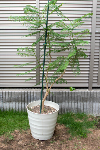 値下げしました！　ジャカランダ・ミモシフォリア　大型鉢植え（2）