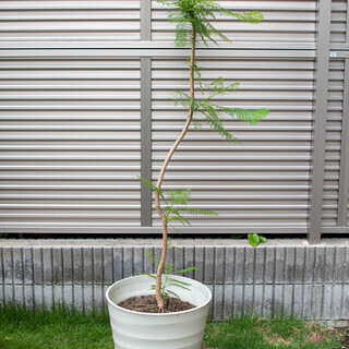 中古ジャカランダが無料 格安で買える ジモティー