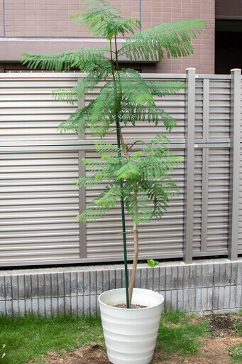値下げしました ジャカランダ ミモシフォリア大型鉢植え 5 Tess 茅ケ崎のその他の中古あげます 譲ります ジモティーで不用品の処分