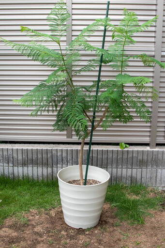 値下げしました ジャカランダ ミモシフォリア大型鉢植え 7 Tess 茅ケ崎のその他の中古あげます 譲ります ジモティーで不用品の処分