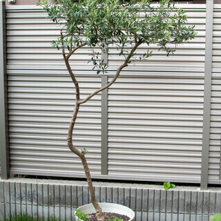オリーブの木　大型鉢植え（1）
