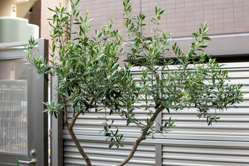 オリーブの木大型鉢植え 1 Tess 茅ケ崎のその他の中古あげます 譲ります ジモティーで不用品の処分