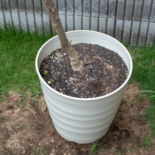 オリーブの木　大型鉢植え（1）