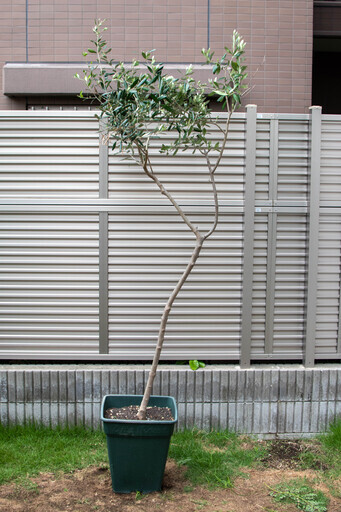 オリーブの木　大型鉢植え