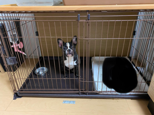犬用ゲージ大型超お買い得