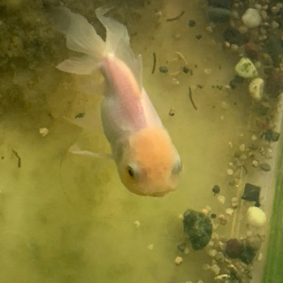 🐠金魚🐟✨ 1匹 目測で全長10cmくらい