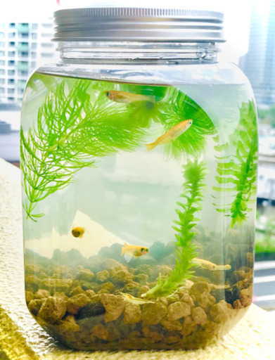ボトルアクアリウム ミックスめだか若魚 まーくる 潮見のその他の中古あげます 譲ります ジモティーで不用品の処分