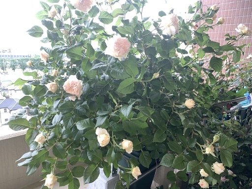 バラ苗　各品種あります。