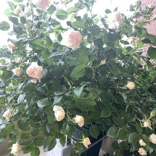 中古バラ苗が無料 格安で買える 3ページ目 ジモティー