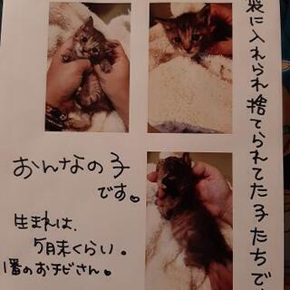 頑張って生きた仔猫里親様募集☆