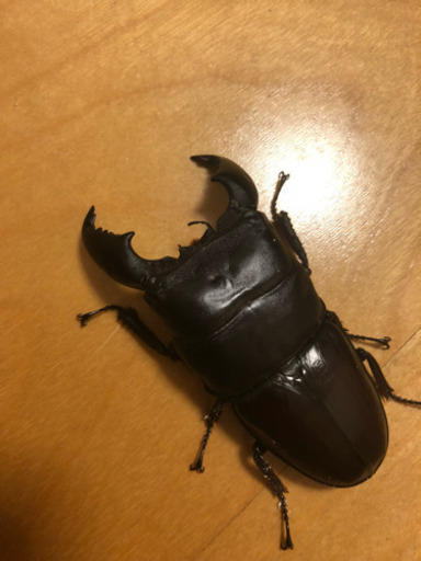 スマトラオオヒラタ   1ペア