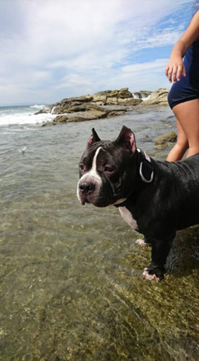 里親決まりました アメリカンブリー雄5歳 Ana Romina 小牧原の犬の里親募集 ジモティー