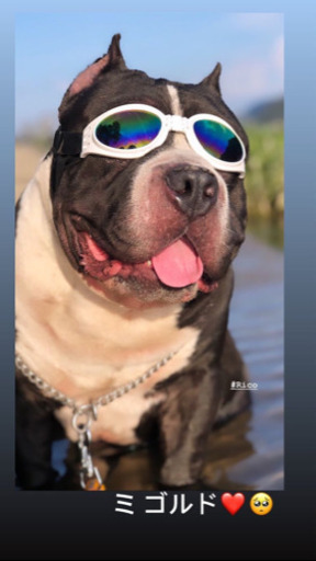 里親決まりました アメリカンブリー雄5歳 Ana Romina 小牧原の犬の里親募集 ジモティー