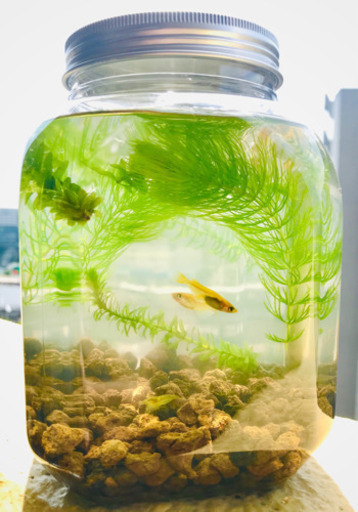 ボトルアクアリウム ミックスめだか若魚 まーくる 潮見のその他の中古あげます 譲ります ジモティーで不用品の処分 ボトルアクアリウム ミックスめだか若魚 まーくる 潮見のその他の中古あげます 譲ります ジモティーで不用品の処分